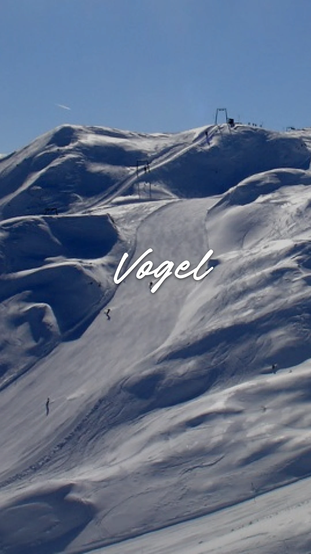 Vogel